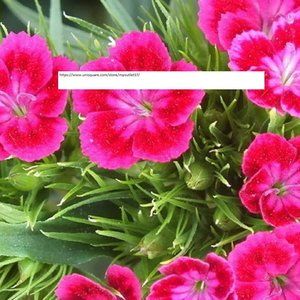 Red & Pink Virgo Sementes Terrace - Flower Seeds - BOGO